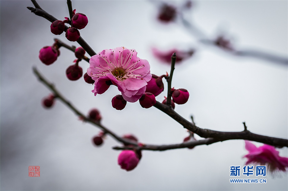 早春寒梅