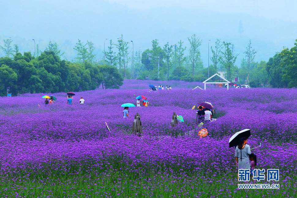 雨中游蓀湖花海，美翻了！