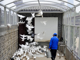 濟南隔離圏養(yǎng)&ldquo;廣場鴿&rdquo;預(yù)防H7N9禽流感