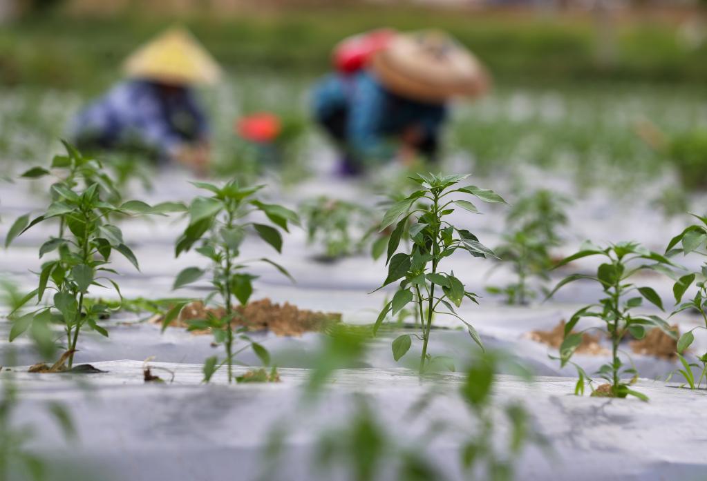 貴州玉屏:辣椒種植助農增收