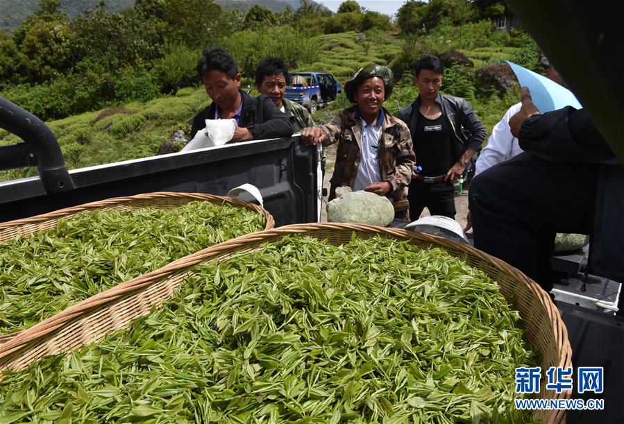 （經濟）（1） 西藏墨脫：茶業變成致富&ldquo;金葉&rdquo;