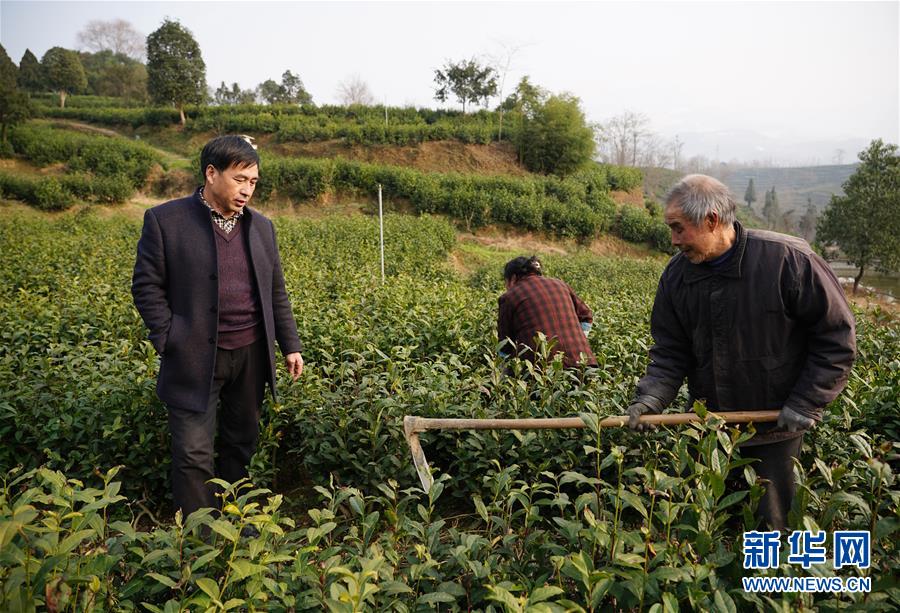 （在習近平新時代中國特色社會主義思想指引下&mdash;&mdash;新時代新作為新篇章&middot;鄉村振興戰略&middot;圖文互動）（2）老支書王興強的新&ldquo;茶事&rdquo;