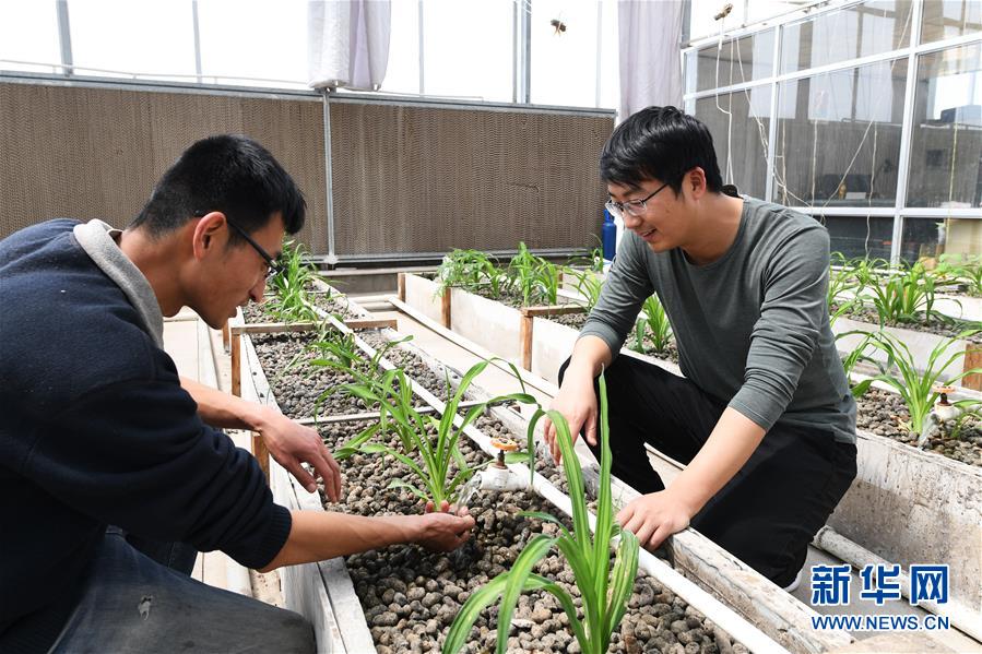 (在習近平新時代中國特色社會主義思想指引下——新時代新作為新篇章·圖文互動)(5)在綠色田野上書寫青春答卷——幾位“新農民”的返鄉創業故事