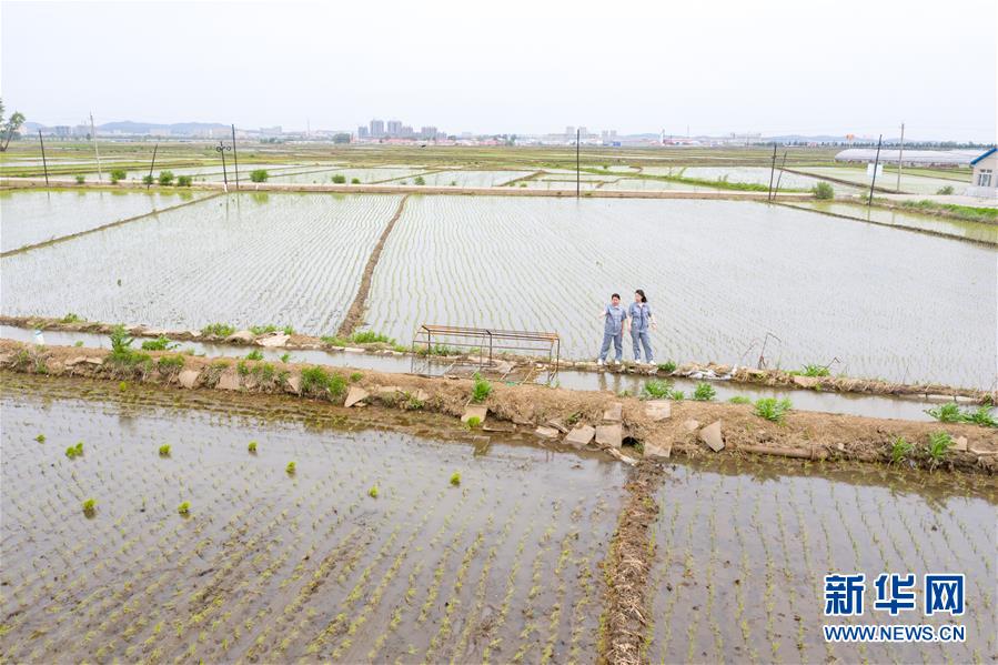 （在習(xí)近平新時(shí)代中國(guó)特色社會(huì)主義思想指引下&mdash;&mdash;新時(shí)代新作為新篇章&middot;圖文互動(dòng)）（1）大學(xué)生種田讓農(nóng)民&ldquo;老把式&rdquo;開(kāi)了眼&mdash;&mdash;吉林長(zhǎng)白山下的稻田新事