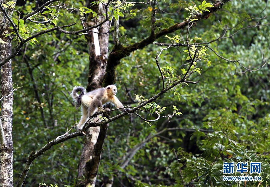 （新華全媒頭條&middot;決戰(zhàn)決勝脫貧攻堅&middot;圖文互動）（5）為了人與自然和諧共生&mdash;&mdash;云南&ldquo;三江并流&rdquo;地區(qū)決戰(zhàn)精準脫貧的&ldquo;生態(tài)畫卷&rdquo;