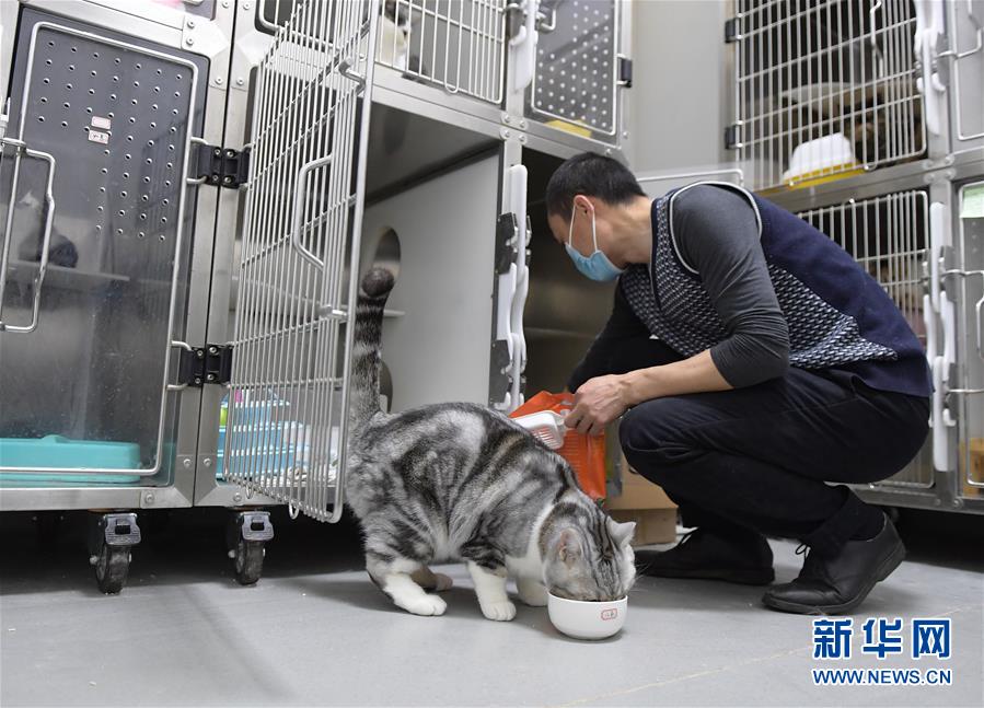 （聚焦疫情防控）（1）武漢：動物醫(yī)院里的臨時&ldquo;奶爸&rdquo;