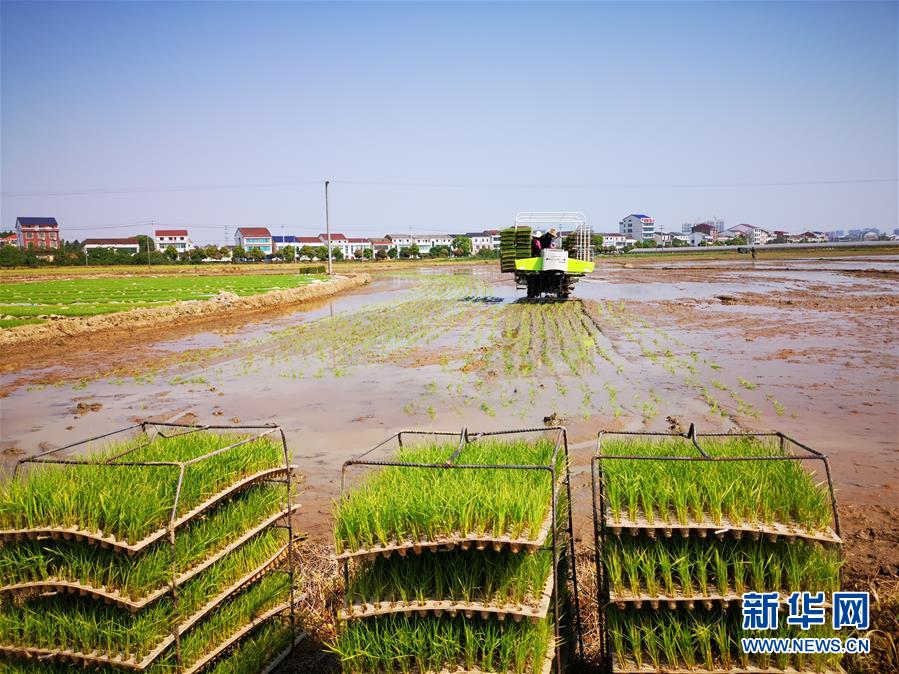 (聚焦農業復工復產·圖文互動)(2)發力“單改雙” ——水稻大省湖南的雙季稻攻堅戰