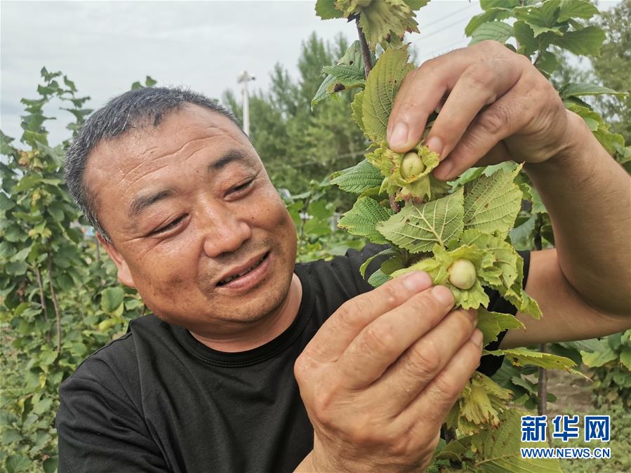 （決戰決勝脫貧攻堅&middot;圖文互動）（1）榛子樹結出&ldquo;扶貧果&rdquo;