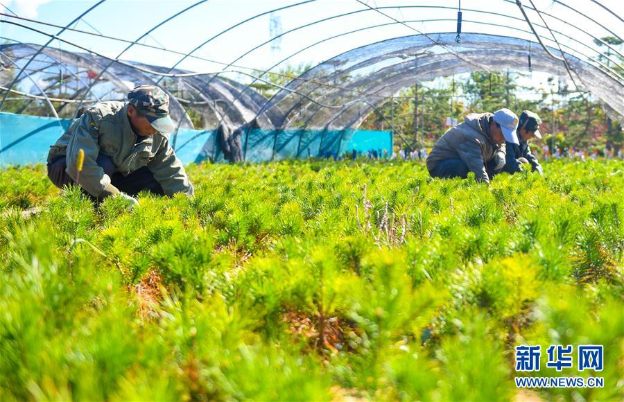 （在習近平新時代中國特色社會主義思想指引下&mdash;&mdash;新時代新作為新篇章&middot;習近平總書記關切事&middot;圖文互動）（8）綠意，在黃沙中鋪展&mdash;&mdash;我國防沙治沙紀實