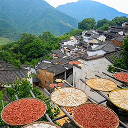 &ldquo;曬&rdquo;出豐收之美&mdash;&mdash;婺源篁嶺