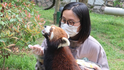 向&ldquo;萌勢力&rdquo;低頭&mdash;&mdash;90后小熊貓&ldquo;家長&rdquo;的飼養日常