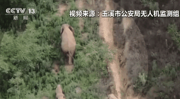 云南：&ldquo;象&rdquo;往何處&mdash;&mdash;偶遇山雞 成年大象瞬間警戒保護象寶寶