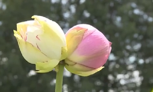 云南丘北：罕見雙色&ldquo;并蒂蓮&rdquo;花開