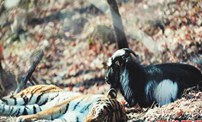 俄羅斯動物園虎羊兄弟&ldquo;鬧分家&rdquo;