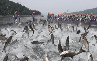 浙江千島湖上演&ldquo;巨網捕魚&rdquo;
